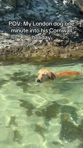 Beach guerl 4 life x #relatabledogmom #goldenretrieversoftiktok #dogmumsoftiktok #dogsoftiktok 