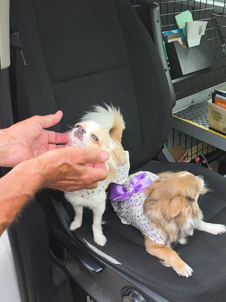 Run 741! #frannielife #dogsoftiktok #frannieandthebeane #FranDan  #frandanfurever 