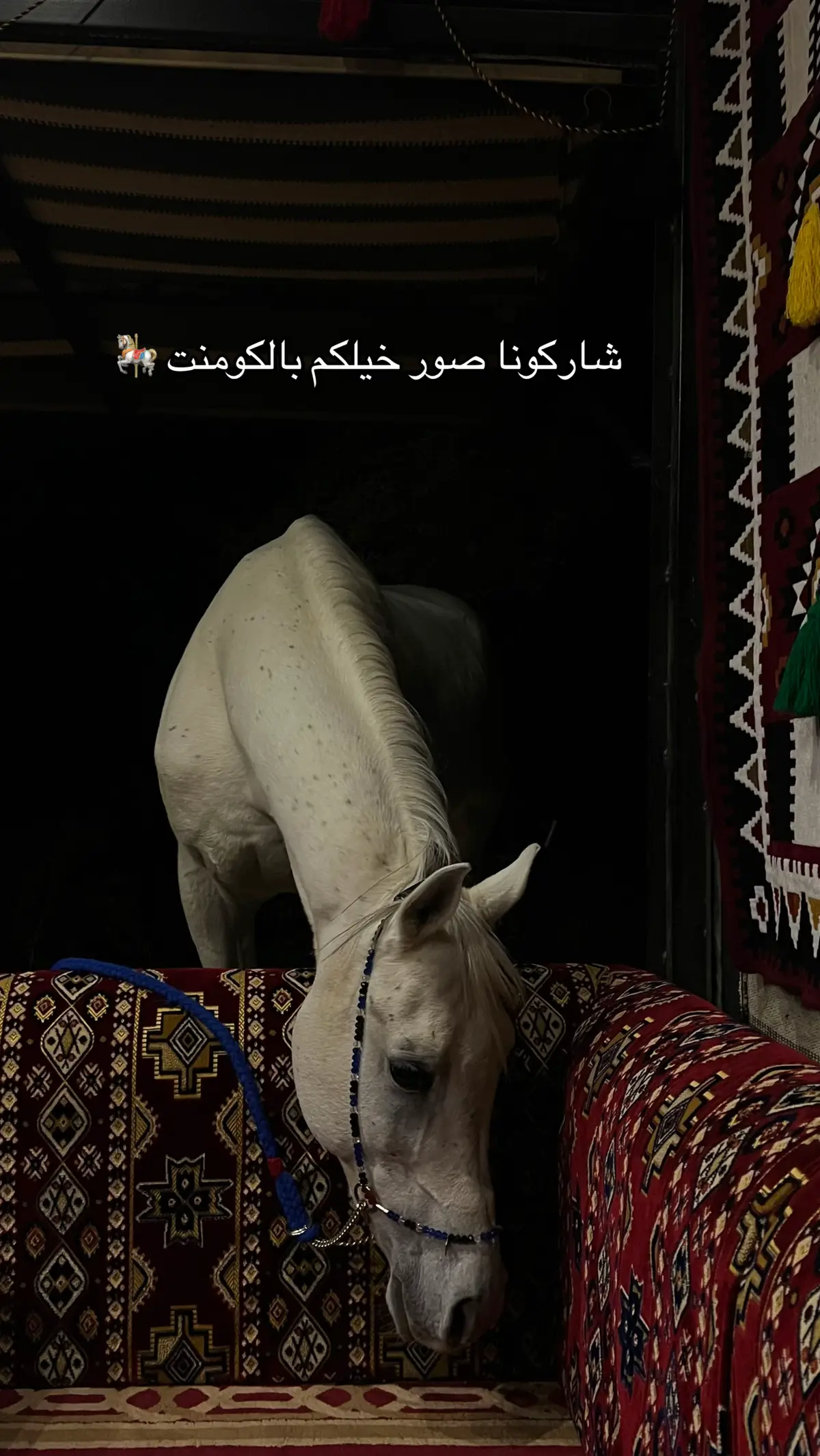 #خيل #fyp #explore #الخيل_العربية #الخيل_العربية 