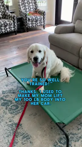 It’s a true story 🤷‍♀️😂 . . . #fyp #foryoupage #dogglowup #dogtransformation #dogtrainer #DogTraining #funny #viralaudio #goldenretriever #goldenretrieverworld #englishcreamgolden #utahdogtrainer #slcdogtrainer