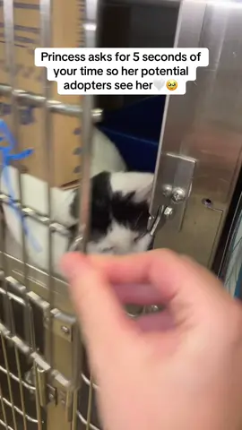 Princess - 2 Years Old  #lastchanceanimalrescue 