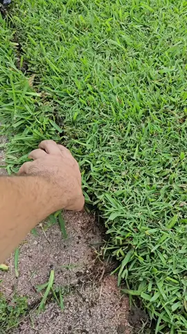 CKLT Edger para jardinería te ayuda a definir bordes de pasto, banquetas, camas de flores y remover maleza con precisión. Su diseño portátil con base ancha para el pie facilita cortes limpios y profundos sin esfuerzo. Ideal para mantener jardines y terrenos con aspecto profesional. #HerramientasJardín #EdgerManual #BordesPerfectos #CortePreciso #JardineríaFácil