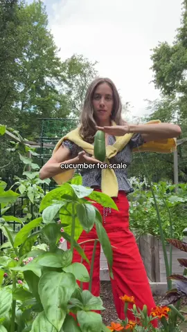 Another day, another harvest 🥒 NOT ME THINKING THE RADISH WAS A PARSNIP ☠️  #growingfood #backyardgarden #harvestwithme #gardentok #suburbangarden #suburbs #cucumber #radish 