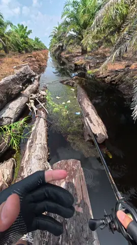 Mancing Pakai Reel Baru, StarFall DC. Terasa Manis-manisnya. #pov #fishing  #mancing #dji #spotmancing #joranpancing #reel 