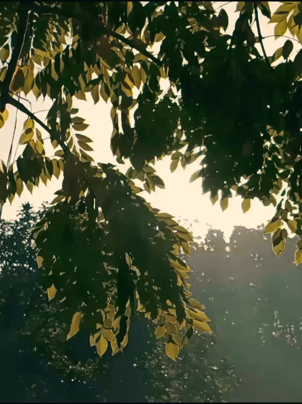 nature🌿 📷 RedNote 14 5G #colorgrading #cinematic #cinematicvideo #aesthetic #fyp 