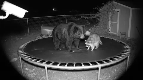 Ok things are crazy now….. 🤣😂 #fyp #animals #cctv #veo3 created with @Pollo AI #polloai #polloaicpp 