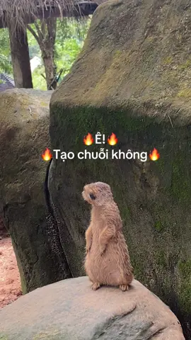 Tạo chuỗi không bạn🔥 #GreenCreator #VinWonders #WonderSummer2025 #dulich#vinpearlsafariphuquoc #chuoi#safariphuquoc 