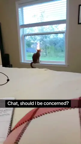 I was 2 minutes late feeding him this evening. 😅 #catvideos #funnycatvideos #cattok #PetsOfTikTok #orangecats #catsoftiktok #floridalife 