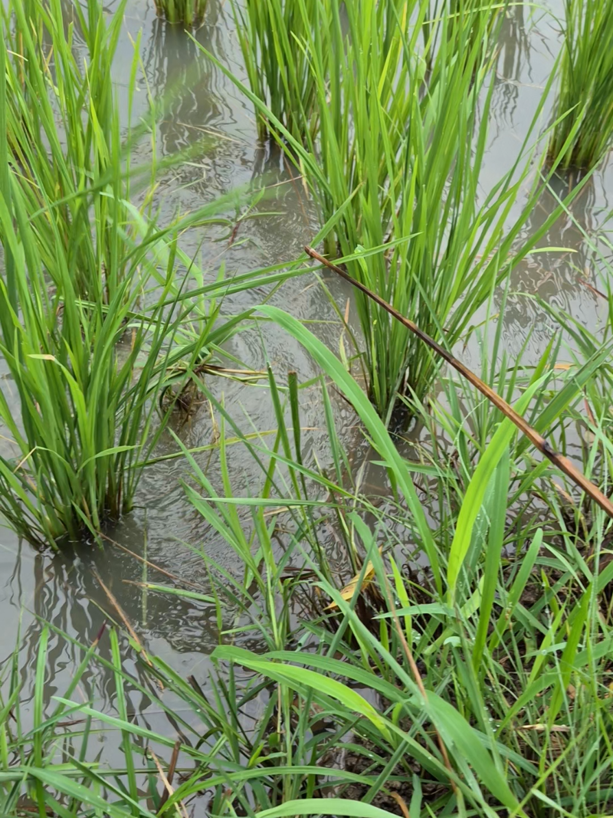 #ใส่เบ็ดอยู่นา #หาอยู่หากินตามธรรมชาติ 