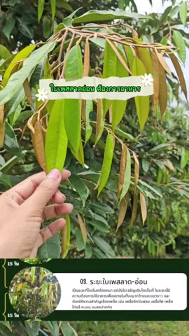 #ระยะใบเพสลาดอ่อน ต้องการอาหาร  เพื่อ #ขยายโครงสร้างใบทั้งในแนวกว้างและยาว  เราควรใส่ปุ๋ยยังไง ? #ใบชุดที่1 