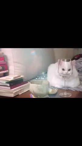 kittyy😼 #fyp #cat #animallover #cute #animalsoftiktok #catsoftiktok #catslovers #foryoupage 