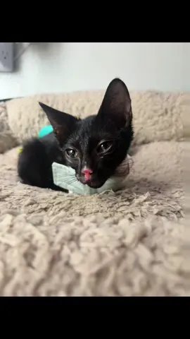 Bean has been adjusting to her new home so well 🖤 Her little burnt nose finally fell off, she’s been eating by mouth like a champ, and after a scary ER visit last night when her feeding tube sutures came undone… it’s officially out! She’s been loving all the wet and soft snacks and showing us just how strong she really is. It’s been 2 weeks since she was surrendered to me, and in that short time, she’s made HUGE strides. Every single day, she makes me so proud. The continued support of her journey has meant the absolute world. Here’s to healing, growth, and all the adventures ahead 🐾✨ Though she’s been doing incredibly well, she still has ongoing medical expenses. If you’d like to help support her recovery, her GoFundMe is linked in my instagram bio (@ diorhubbard). Every bit of love, encouragement, and help truly means more than I can put into words. 🖤 #fyp #kittensoftiktok #blackcatsoftiktok #rescue #fypシ 