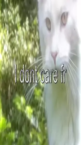 #thoughts #fyp #cats #catcore #real #swag #relatable 