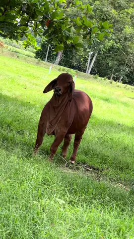 Rojo cerezo 🍒❤️🔥 #ganado #brahman #brhamanrojo #ganadopuro #amorporelbrahman #ganaderia #agro #agricultura #vaqueria 