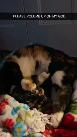 Cats can talk #cat #catsoftiktok #funnycat #catlover #fyp 