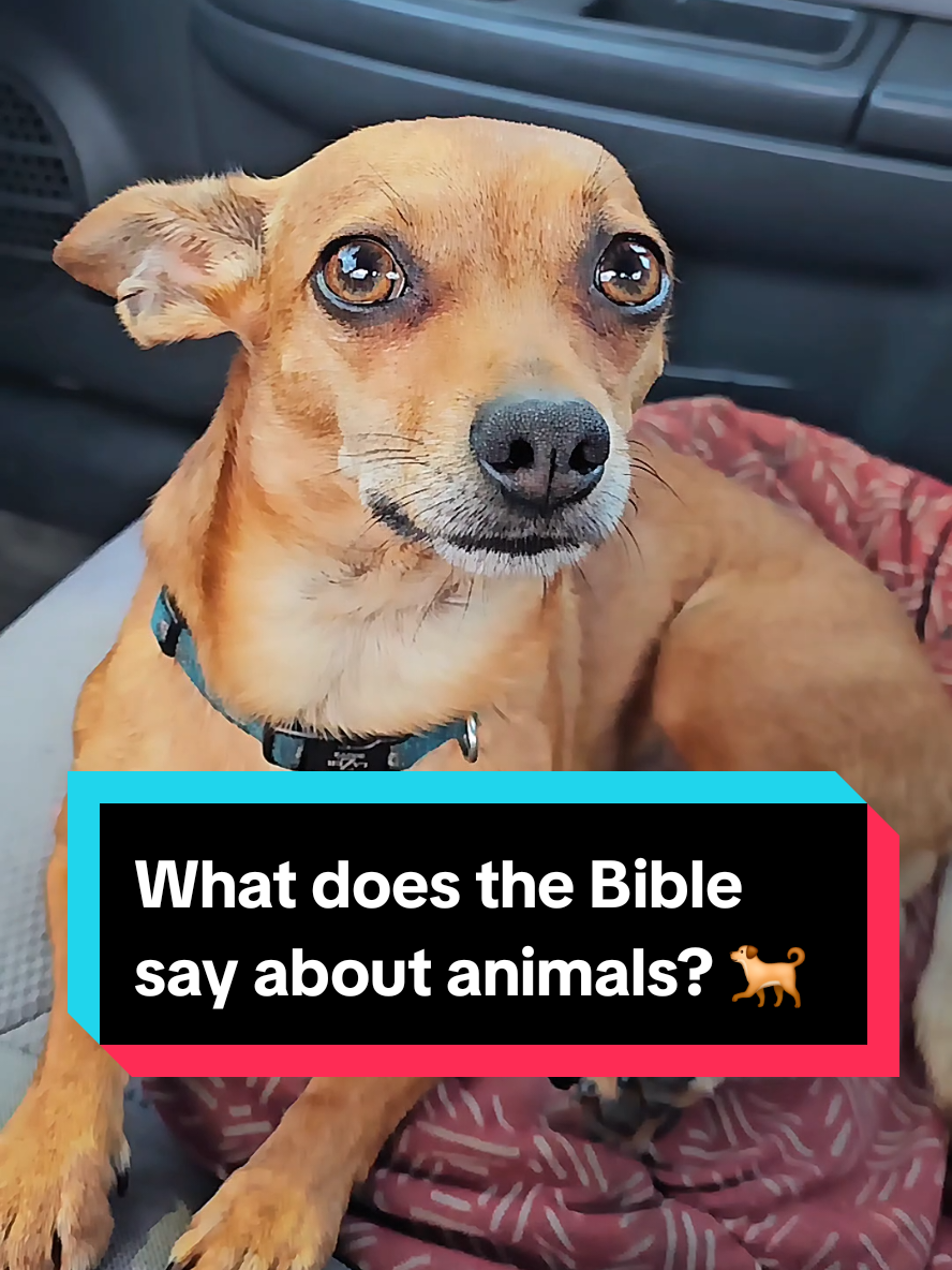 What does the Bible say about animals? ❤️🐕 #dogoftheday #dogsoftiktok #dogdad #dog #dogs 