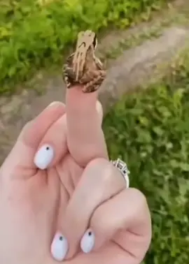 #funny #frog #fail #toad #aww #amusing #laugh 