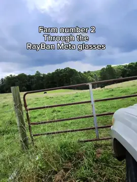 Moto moto looking for grain 😂 #cows #cattlefarm 