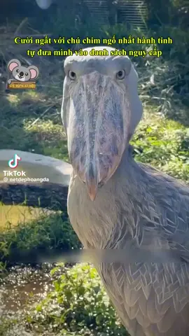 Dành cả thanh xuân để ngơ ngác!