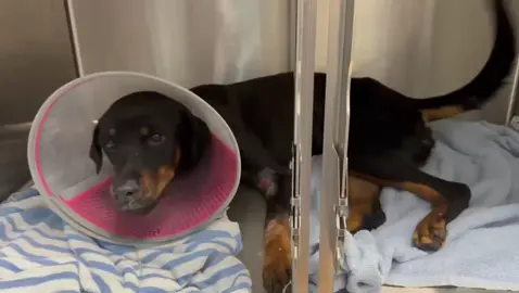❤️We have an update to share on Emilie. Yesterday, Emilie was gasping for air on a cold shelter floor, moments away from being euthanized. We had no space, no open fosters, but we knew we were her only hope. We rushed her to the hospital with minutes to spare. Emilie arrived to Dr. Walker’s critical care unit in respiratory distress. She was immediately placed in an oxygen chamber, where she remained for over 24 hours as doctors worked to stabilize her fragile body. Only after her breathing steadied could diagnostics begin. The X-rays confirmed what we feared: severe pneumonia. Her lungs are badly compromised, but her white blood cell count is elevated, a good sign, indicating that her body is still fighting. Low white cells would’ve pointed to sepsis, which is far more dire. Today, Emilie was weaned off the oxygen chamber and is now breathing on room air. It’s a small victory but we’re not out of the woods yet. Pneumonia is unpredictable. One day they’re strong, and the next, they’re crashing. Emilie is able to stand and take a few steps before becoming winded again. Her condition remains serious. Her recovery will take time, close monitoring, and continued support. Pneumonia is always unpredictable. From our experience, we can only take this one day at a time. We want to thank our incredible community for helping us pull her out of that shelter when she needed it most. Emilie is alive today because of your compassion. Please keep her in your thoughts, and if you’re able, continue to support her fight. To donate:  Ways to donate PayPal link in bio🙏‼ PayPal link on bio please donate any amount we appreciate it   #vilar #foryou #fyp #fyp #fyp 