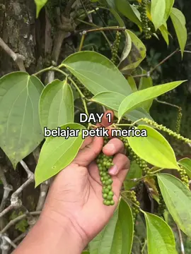 #petanimuda #merica #petanilada #fyp ada alasannya