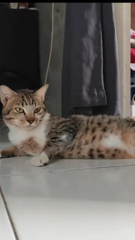 gibran dan ucil 🥰#kucinglucu #kucing #catlovers #pecintakucingkampung #fyppppppppppppppppppppppp 