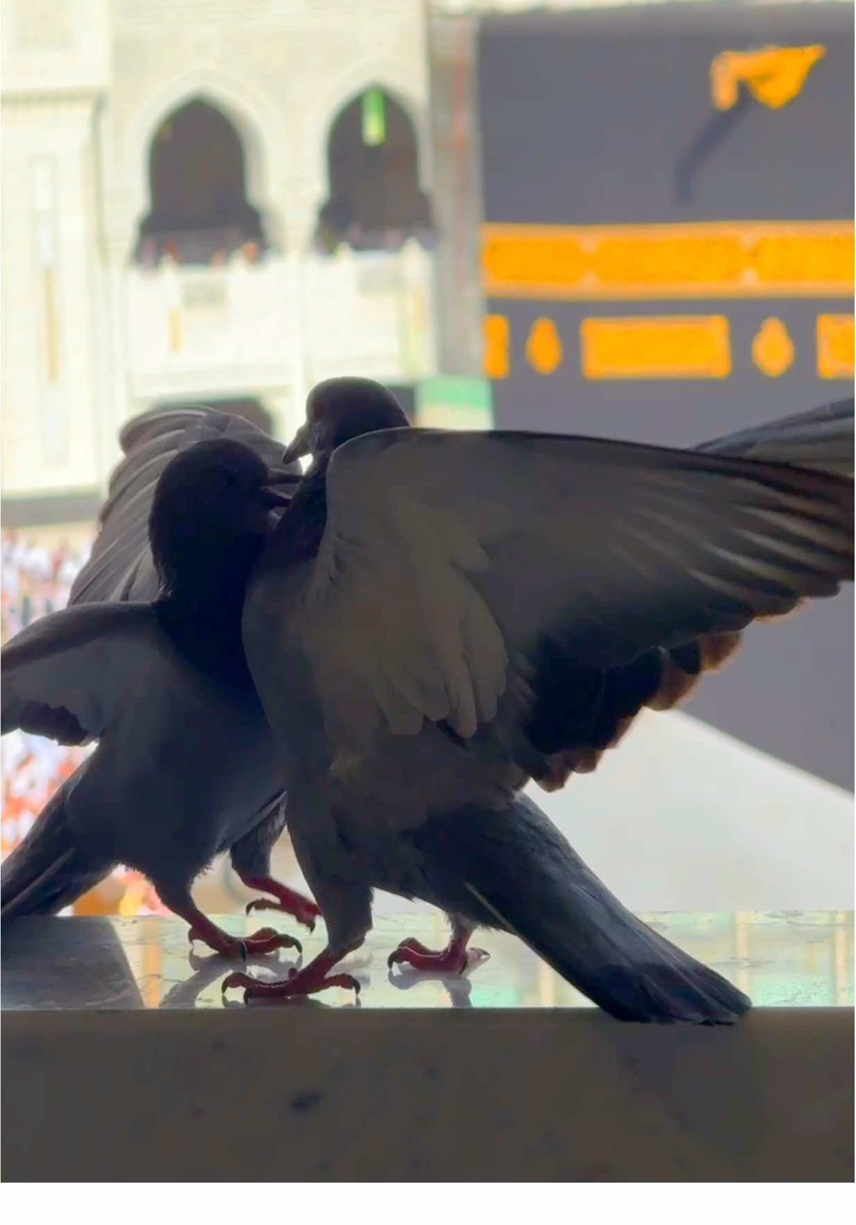اللهم اغفر ذنوبنا واستر عيوبنا واجعل الجنة مثوانا يارب العالمين ❤️#makkahmadinah🕋 #makkah #مكة_المكرمة #مكة #المدينة_المنورة_الآن #المدينة_المنوره #صلى_على_رسول_الله_صل_الله_عليه_وسلم 