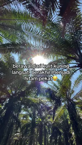 Berau menyala 🍍🍍🍍 #pemanensawit #kulisawit #sawitkalimantan #kulisawitkalimantan #sawitontiktok #perantausulsel 