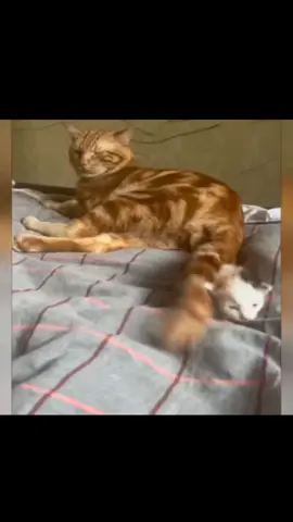 Check out my other stoof #funnypetmoments #funnypetsoftiktok #cutevideosoftiktok #cutevideos #petmoments 