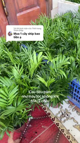 Trả lời @Thời trang Thơm Điệp cau tiểu trâm shop bán rẻ lắm ạ #caycautieutram #cautieutram #caycanhphongthuy #caycanhdeban #caymini 