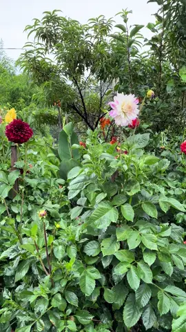 Bellas dalias bajo la lluvia!⛈️🌲🍃✨♥️🌺 #fyp #flowers #plantlover #jardin 