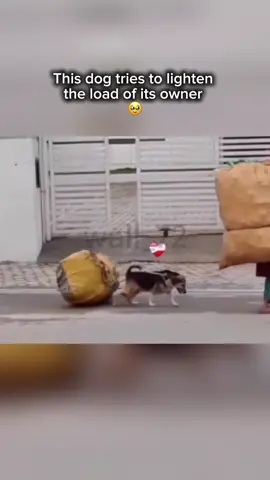 good dog 🥹 #dog #animal #animallife #doglife #respect #Love #cute #fyp #viral 