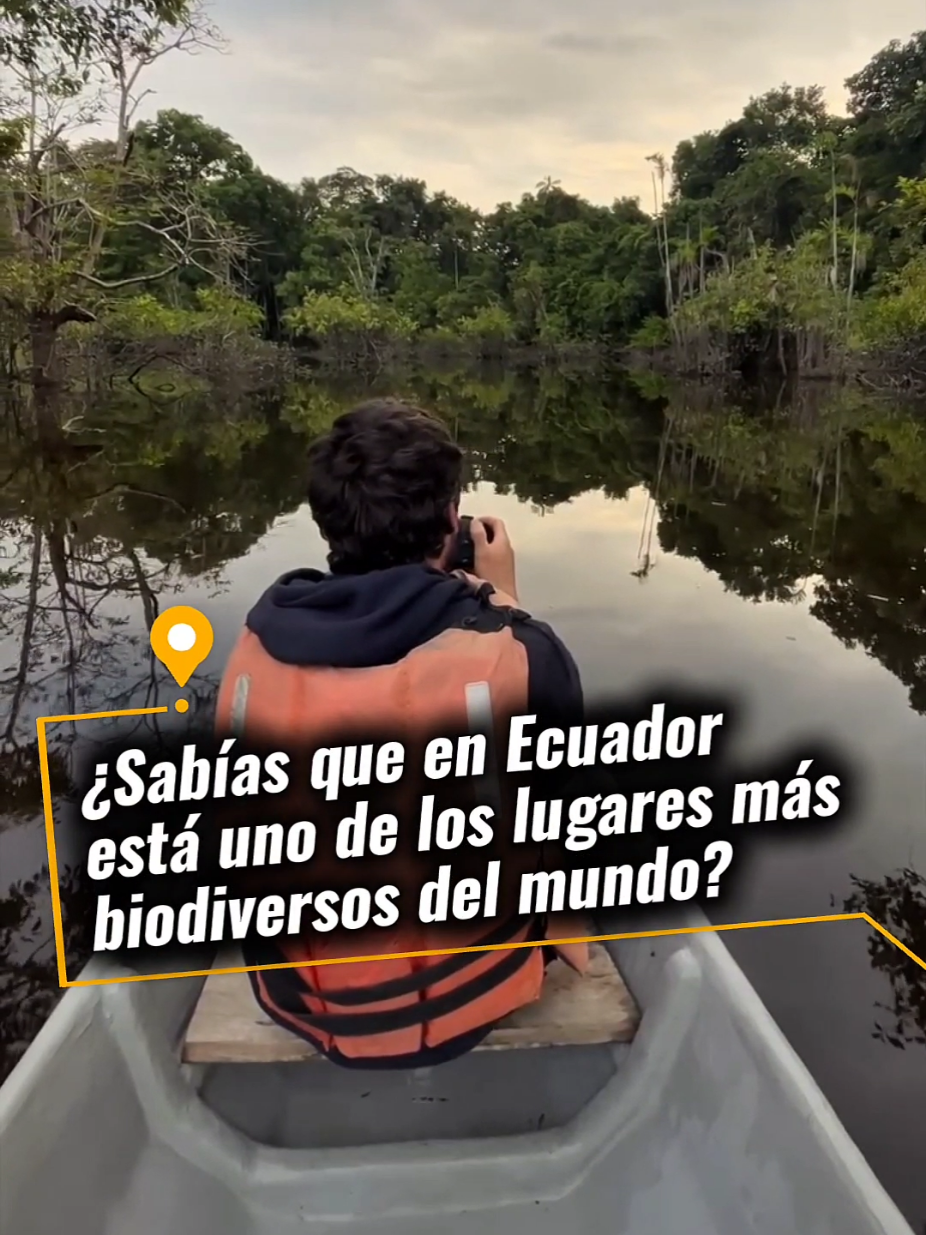 🌿✨ ¿Sabías que en Ecuador está uno de los lugares más biodiversos del mundo?🌎  Sí, y está en el corazón de la Amazonía: ¡el increíble Cuyabeno! 🇪🇨🐒🐍 Más de 17.000 turistas lo visitan cada año, pero solo el 5% son ecuatorianos. ¿Cómo puede ser posible que tan pocos conozcamos este paraíso natural? 😱 No existe carreteras en medio de la selva, pero luego de viajar desde Quito en bus por dos horas y tomar una lancha por el río Aguarico 🚤 en cuestión de horas puedes estar rodeado de monos, aves, serpientes, caimanes y delfines rosados. 🐬🌅 Nadar en la Laguna Grande, y compartir con una comunidad Xiona, comer piraña 😋 y disfrutar de un atardecer que no se olvida. ☀️ 💚 Este lugar no solo es hermoso, es único en el mundo. 🌎✨ El Cuyabeno no es un destino más, es un regalo de la naturaleza que todos deberíamos conocer y proteger. ❤️ Dale like si amas la naturaleza 🔁 Comparte este video con quien viajarías 💬 Comenta si te gustaría ir y 📲 Síguenos para más aventuras increíbles en Ecuador #Cuyabeno #EcuadorEsVida #ViajaEcuador #TurismoSostenible #AmazoníaEcuatoriana #DelfinesRosados #NaturalezaEcuador 