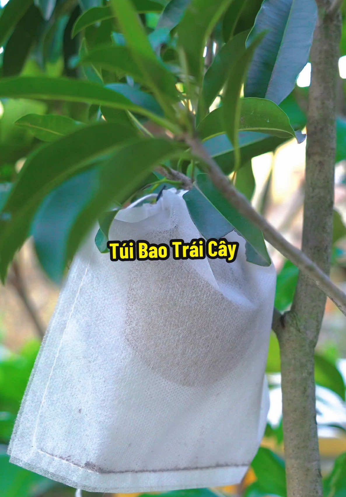 100 túi bao trái cây tui hay dùng nè, xịn lắm lun dùng bao không bị hư trái nha #hienonha 