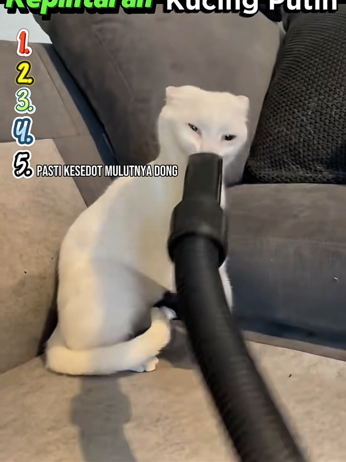 Ranking Moment Tes Kepintaran Kucing Putih #ngakak #lucu 