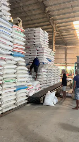 Xuất đơn hàng cho khách hôm qua 29/07 #nongthuanthien #sanxuatgao #nhamaygaocantho #luagao🌾 