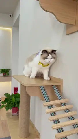 #CatsOfTikTok​​ ​​#CatLovers ​​#PetSoftheWorld ​​#FurryFriends ​​#HealingCat ​​#RelaxWithCats ​​#CalmVibesOnly​​ ​​#fyp​​ #ViralCat​