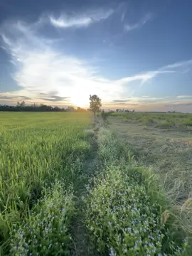 #ទេសភាពស្រុកស្រែ🌄🏜️🌱🌼🌾🐟 #foryou #fyp #foryoupage❤️❤️ #xybca 