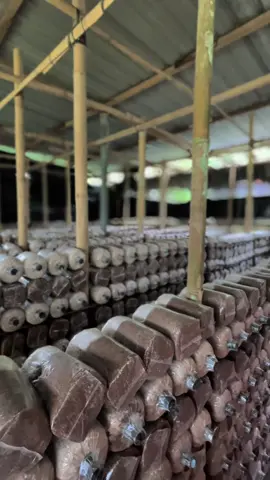 doa dan usaha 🍄🍄 #budidayajamur #baglogjamur #petanijamur #jamur #jamurtiram #jamurkuping #produsenbaglogjamur #mediajamur 