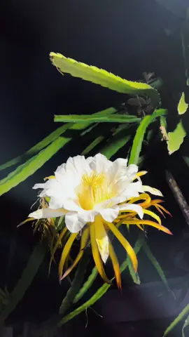 #kusumawijaya #lagujawa #jawa #bunga #fy 