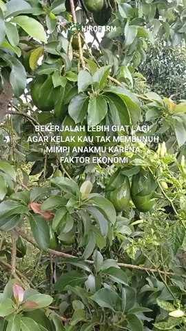 #petani #petanimuda #petaniindonesia🇮🇩🇮🇩🇮🇩🌿🌿 #petanimilenial #alpukat 