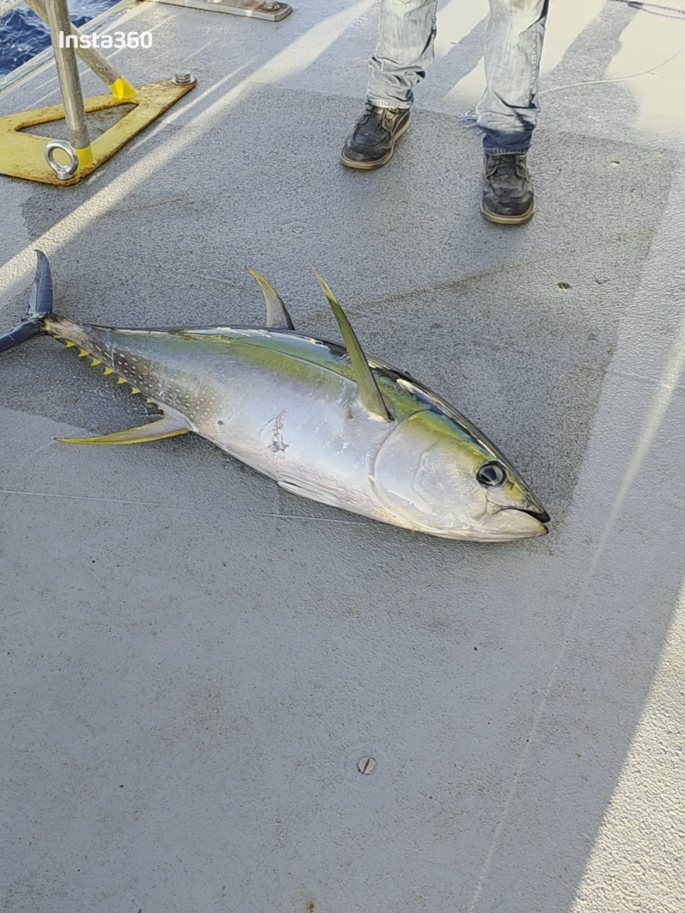 we will eat fresh fish for days! what an amazing day in the middle of the pacific.  #ship #shiplife #kilomoana #pacificocean #pacific #ocean #oceanlife #fishing #tuna 
