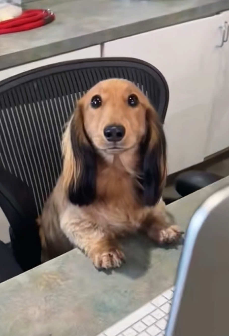 The story of the Dachshund 🤣#pets #funny #funnyvideos #dog #dogs #funnydog #dogsoftiktok 