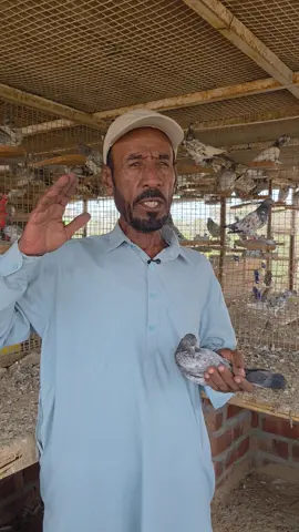 #pigeons #fyp #kabootarbaazi #حمام_باكستاني #kabooterlover #sialkot #اكسبلور #ustad_ateeq_bakheet_alrumaithi #lahore #explore #kabooter 