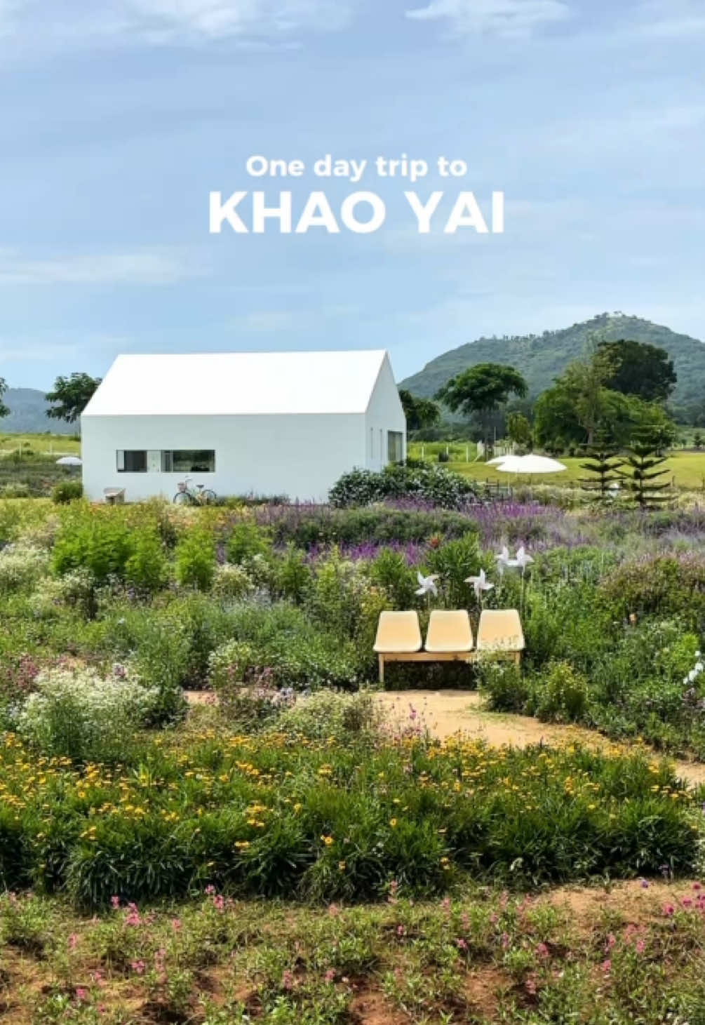 My 1-day trip itinerary to Khao Yai🌷 1. @Blossom Bloom🌷 — the oh-so-dreamy flower field. Every corner is social-media worthy. Definitely an aesthetic sip-and-snap moment! Must visit 5/5 ⭐ 2. Hokkaido Flower Park - I might have come in the wrong season.. there’s not much to see. They have a decent flower field, and you can rent a Yukata for photos, but the rest is just so-so. 3. Primo Piazza - offers European village vibes, lots of photo spots! You can feed alpacas, horses & cows (it’s included in the entrance fee). 4. Yellow Submarine Coffee Tank — Not your average coffee shop, very aesthetic and artsy. You can relax while enjoying their coffee and sweet treats (tips: try their fudgy brownies!). Another must-visit 5/5! ⭐ 5. PB Valley & Wine — We booked the “Vineyard & Winery Tour”, which include a walkthrough of the winery process & a wine tasting session! Definitely an interesting experience. #khaoyai #thailandtravel #blossombloom #primopiazzakhaoyai #hokkaidoflowerparkkhaoyai 
