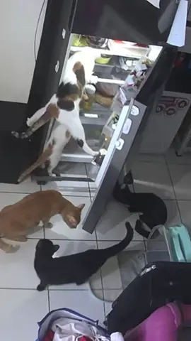 Cats bring us joy, they said.  