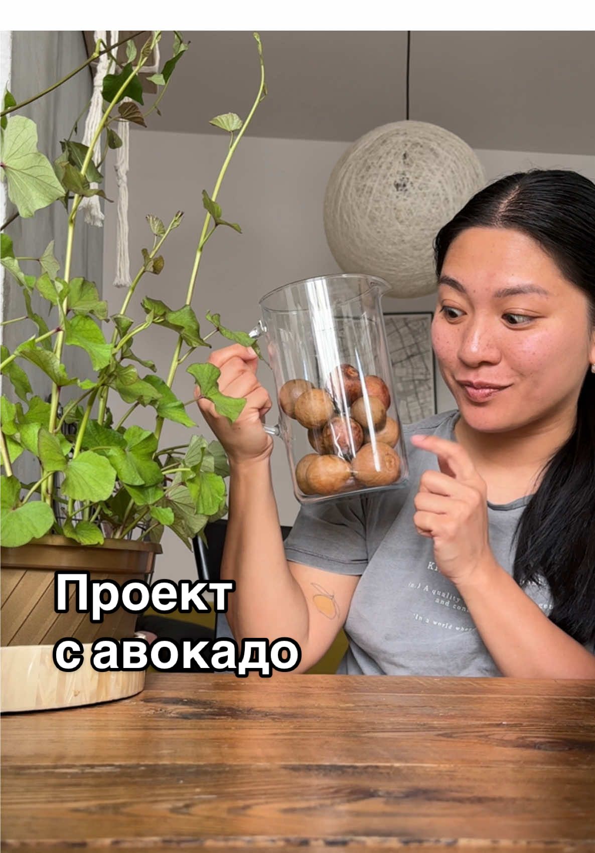 Новый авокадовый проект 🥑 #огороднаподоконнике #растениядома #авокадоизкосточки 