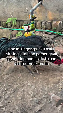 #larkumbang #fyppppppppppppppppppppppp #botohayam #salamsatuhoby🐓🐓🐓🙏 #pakhoyfullbrakot #storywhatsapp #ayampama #nganjuk24jam 
