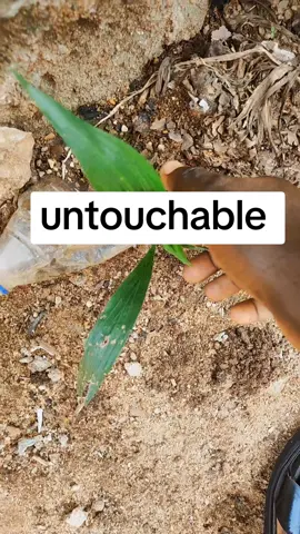 #creatorsearchinsights #Ramadan2025 #igbo #tiktokviral #africa 