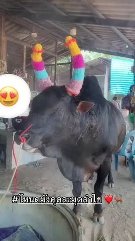 หวานเจี๊ยบ❤️#โหนดมังคุดละมุดลำไย #ฟีดดดシ #ผู้หญิงรักวัวชน❤️🐮 